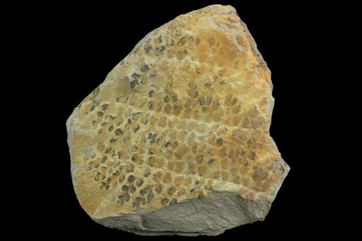 Pennsylvanian Fossil Fern (Sphenopteris) Plate - Kentucky #126223